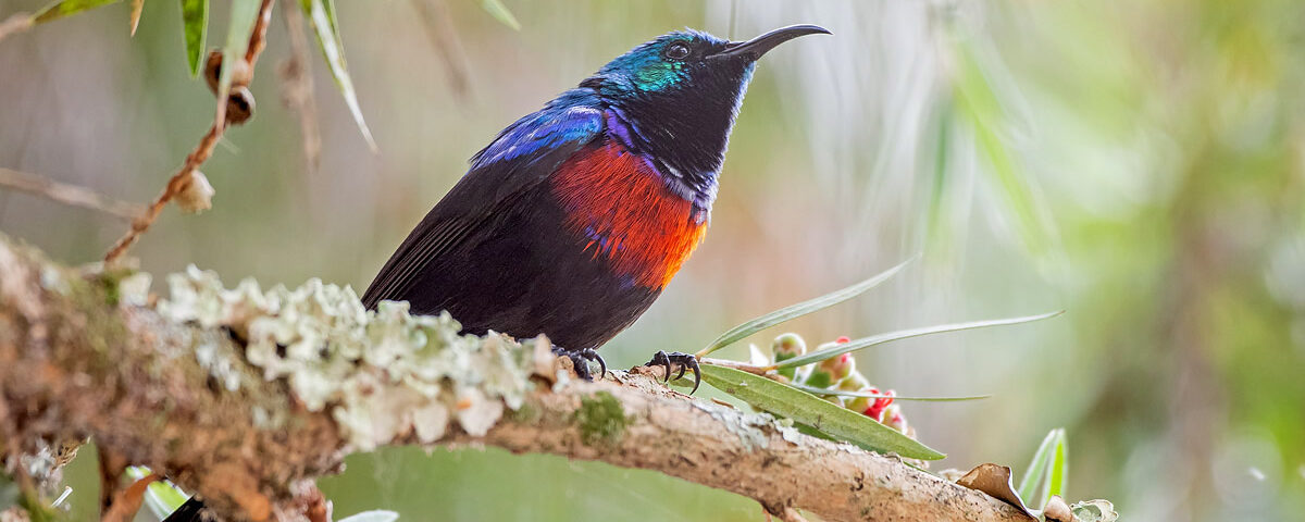 Which National Parks Are Best for Birding in Uganda?