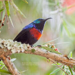 Which National Parks Are Best for Birding in Uganda?