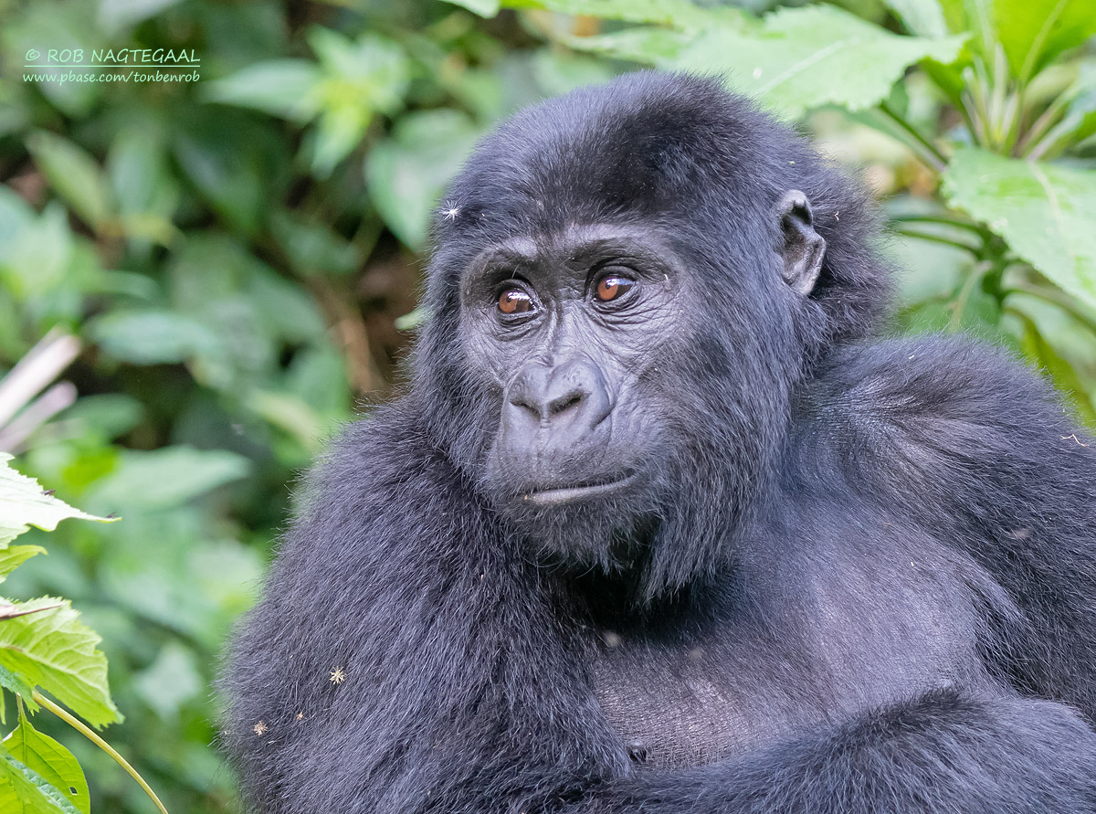 7-Day Rwanda Safari Highlights