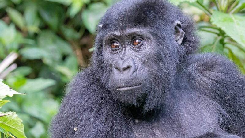 6 Days Uganda Gorilla Trekking