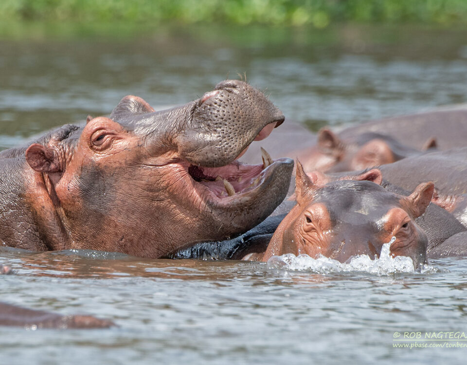 6-Day Uganda Adventure Tour