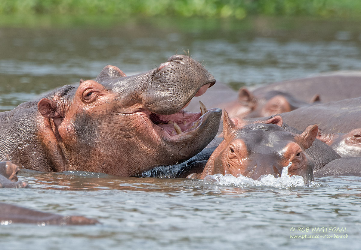 6 Days Uganda Gorilla Trekking