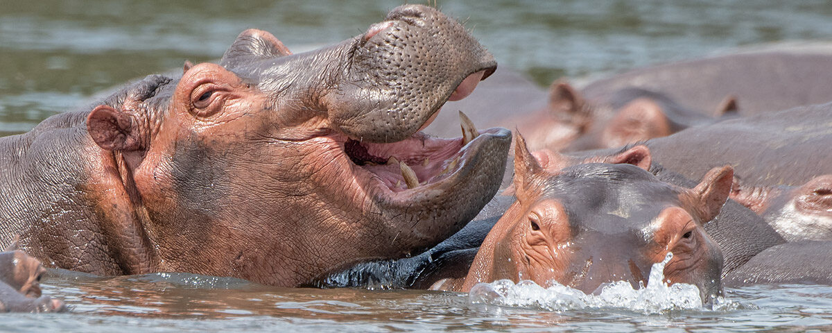 7-Day Uganda Safaris