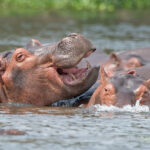 7-Day Uganda Safaris
