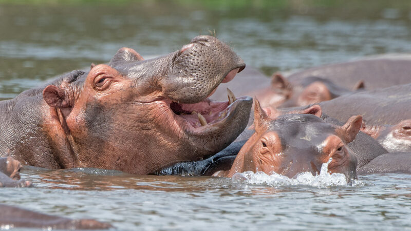 7-Day Uganda Safaris