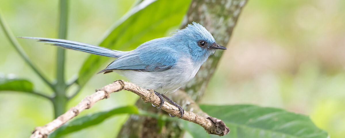 Can I Do Birding Safaris in Bwindi Impenetrable Forest?