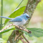 Can I Do Birding Safaris in Bwindi Impenetrable Forest?