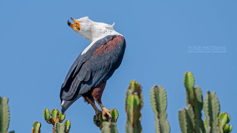 Bird Watching Safaris