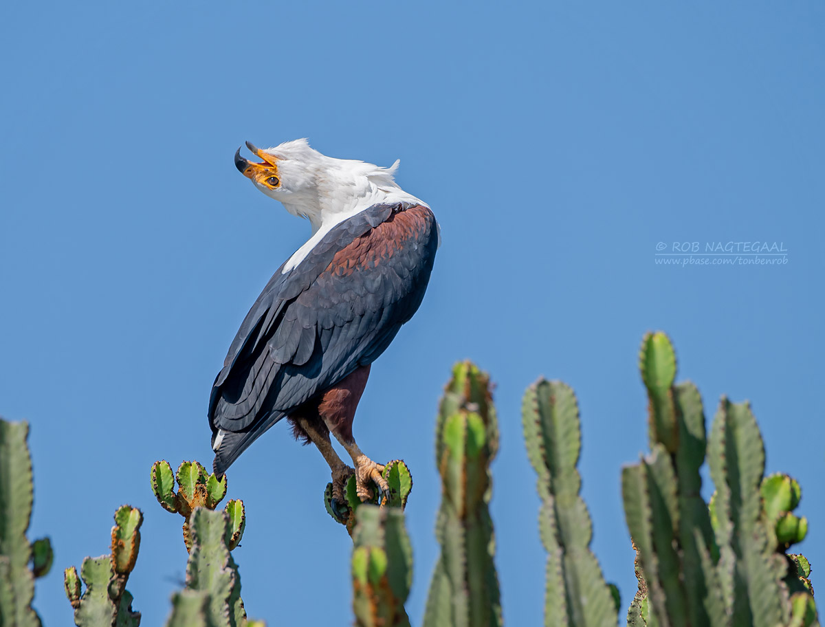 Bird Watching Safaris