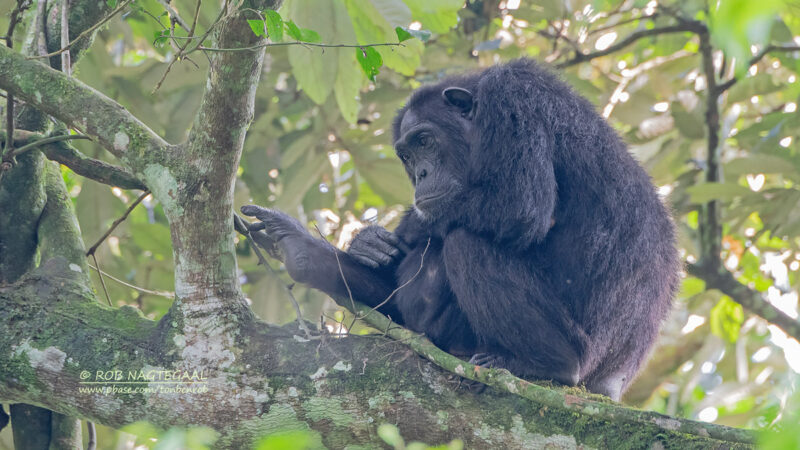 3-Day Rwanda Chimpanzee Tracking