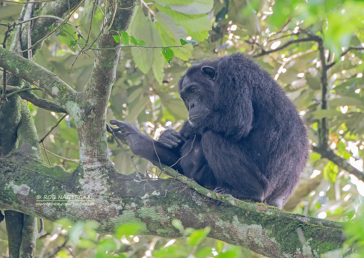 3-Day Rwanda Chimpanzee Tracking