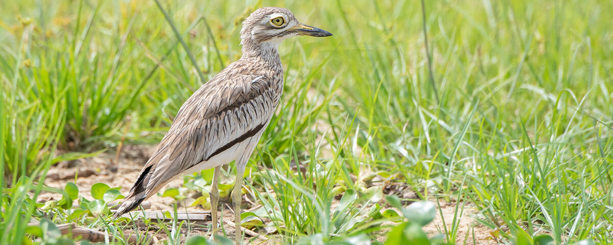 Why Choose EcoQuest Safaris