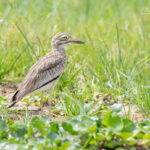 Why Choose EcoQuest Safaris