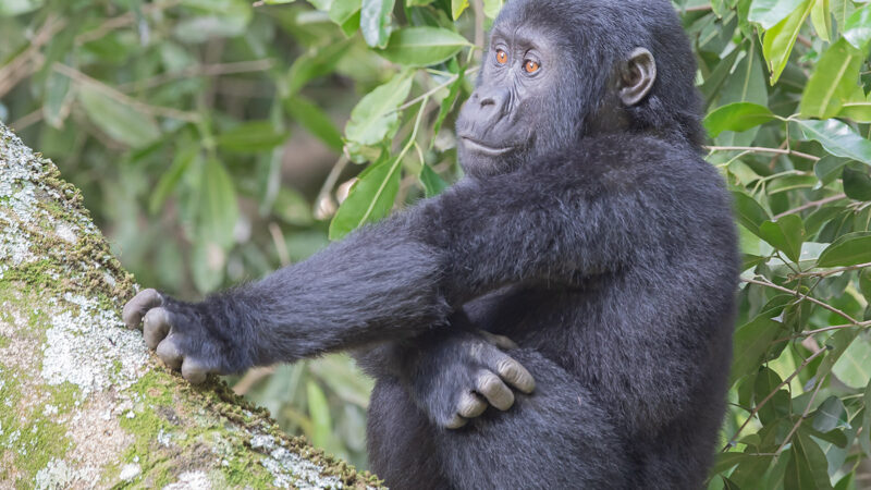 6-Day Rwanda Uganda Safari