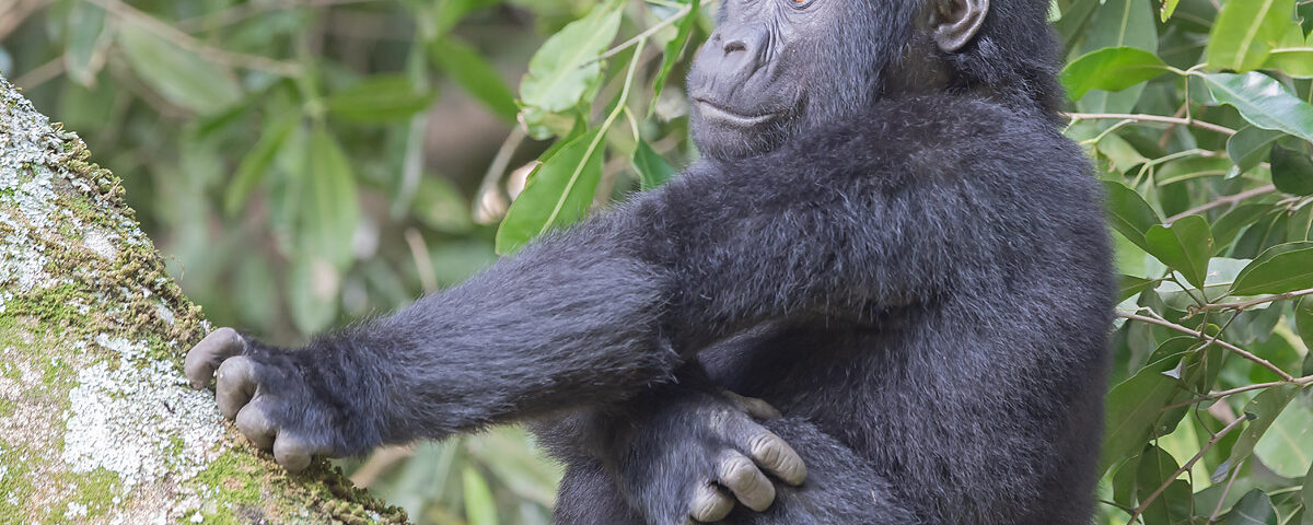 Mountain Gorilla Trekking in Mgahinga Gorilla National Park