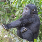 Mountain Gorilla Trekking in Mgahinga Gorilla National Park