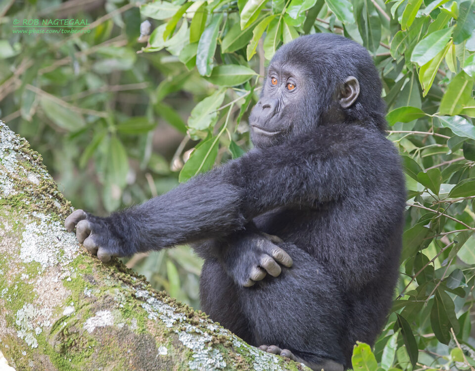 Mountain Gorilla Trekking in Mgahinga Gorilla National Park