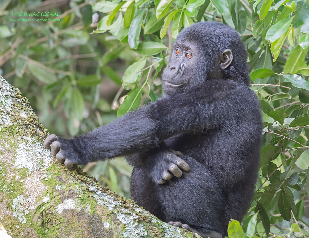 Congo Gorilla Trekking Safaris