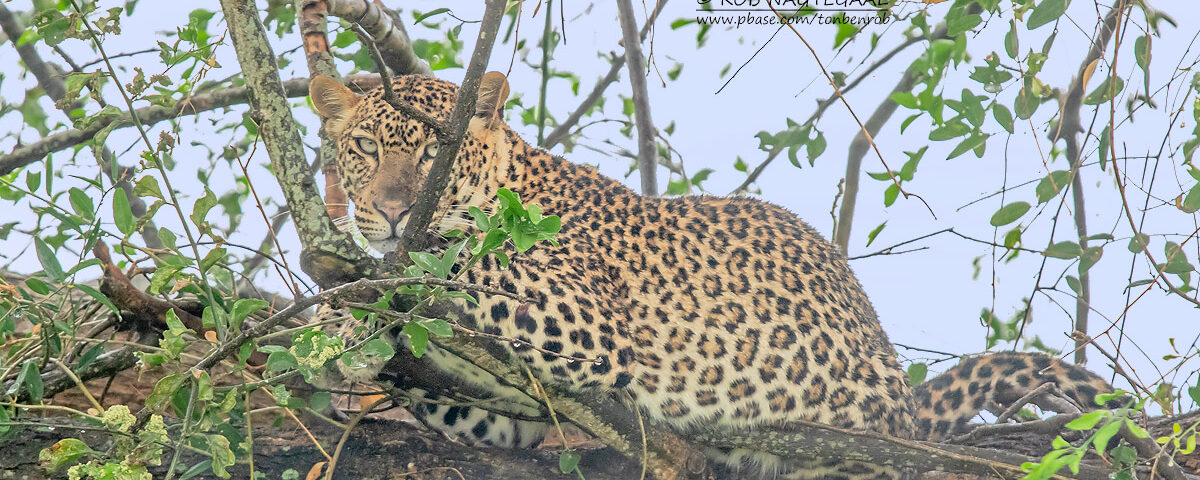 2-Day Rwanda Wildlife Safaris