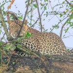 2-Day Rwanda Wildlife Safaris