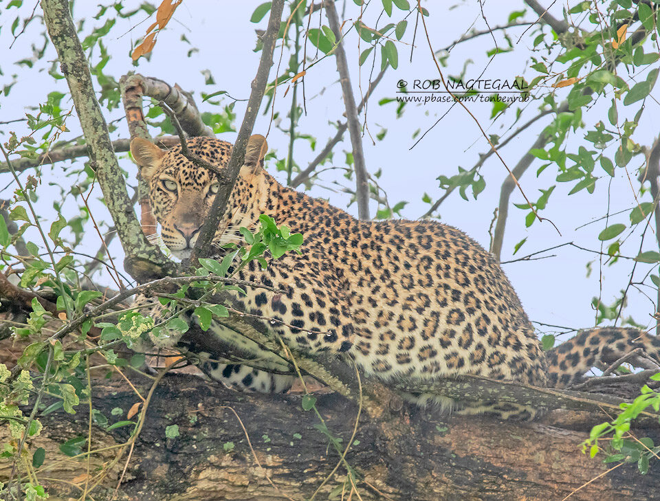 2-Day Rwanda Wildlife Safaris