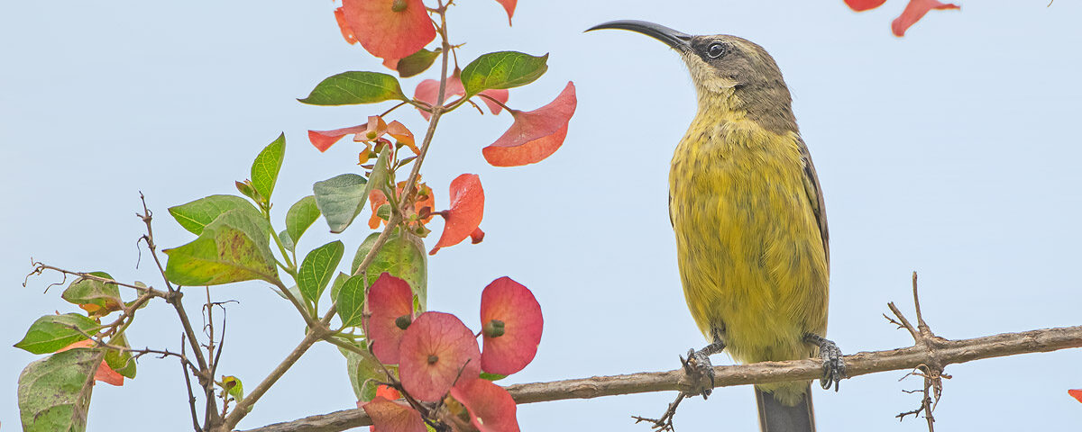 Birdwatching in Uganda
