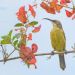 Birdwatching in Uganda