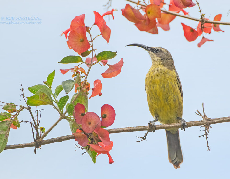 Birdwatching in Uganda