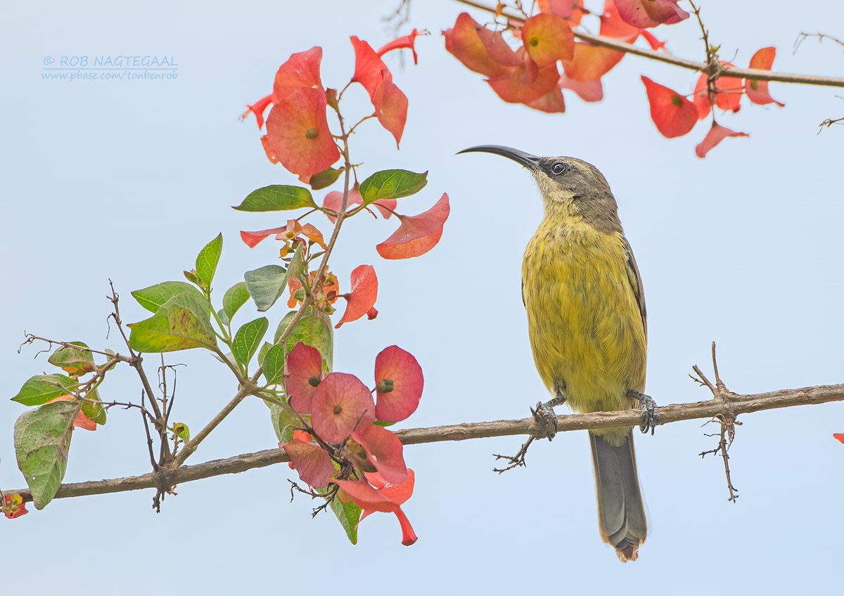 Birdwatching in Uganda