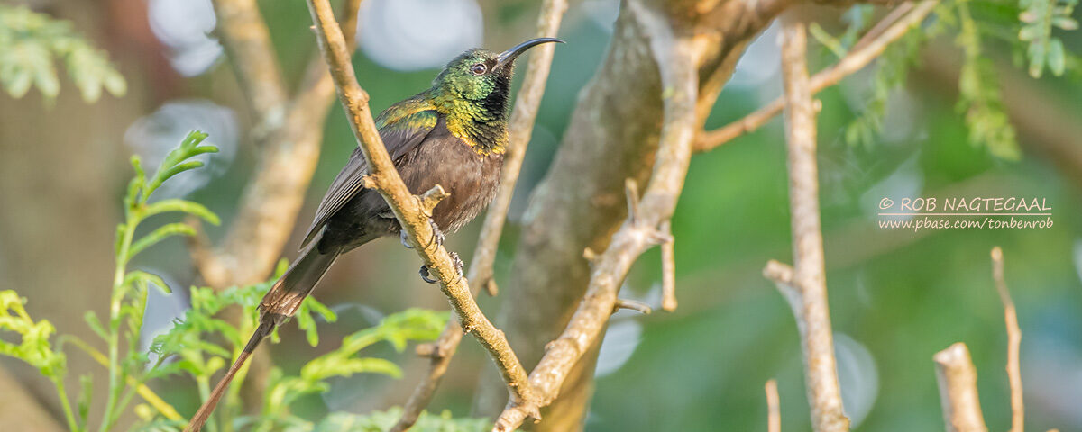 Do I Need a Bird Checklist for Uganda Safaris?