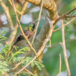 Do I Need a Bird Checklist for Uganda Safaris?