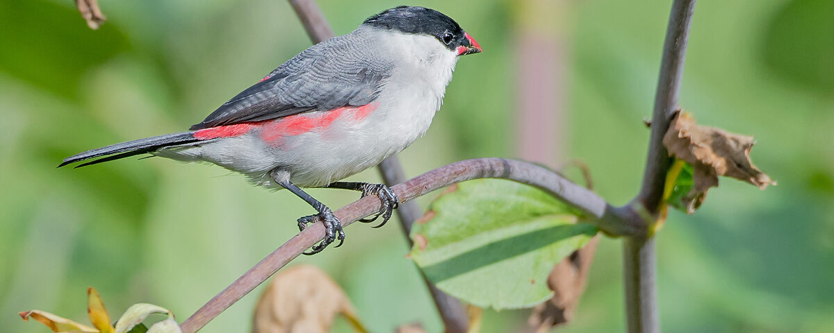 Tanzania Birding Safaris