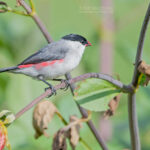 Tanzania Birding Safaris