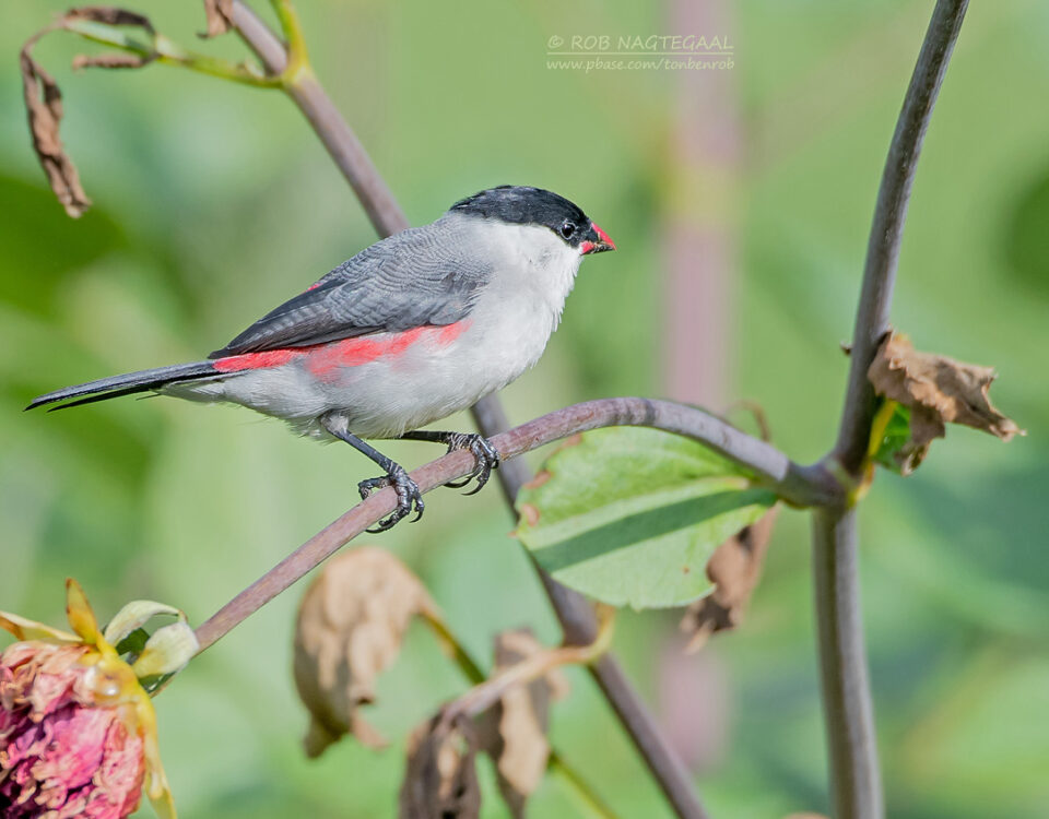 Tanzania Birding Safaris