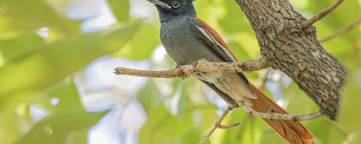 How Many Days Should I Spend on a Uganda Birding Safari?