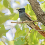 How Many Days Should I Spend on a Uganda Birding Safari?