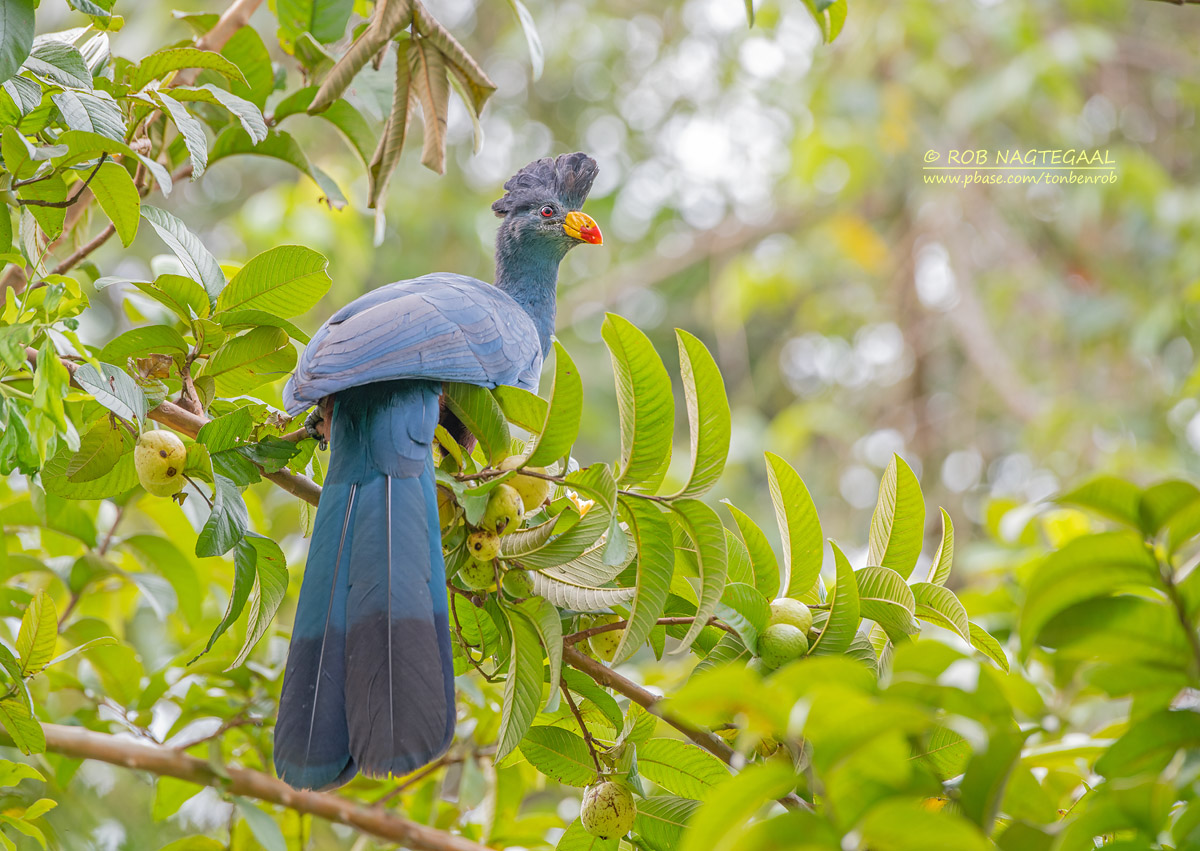 Kyambura Gorge Reserve