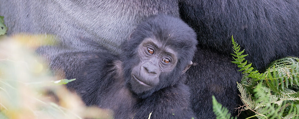 Mountain Gorilla Trekking in Bwindi Impenetrable Forest