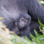 Mountain Gorilla Trekking in Bwindi Impenetrable Forest