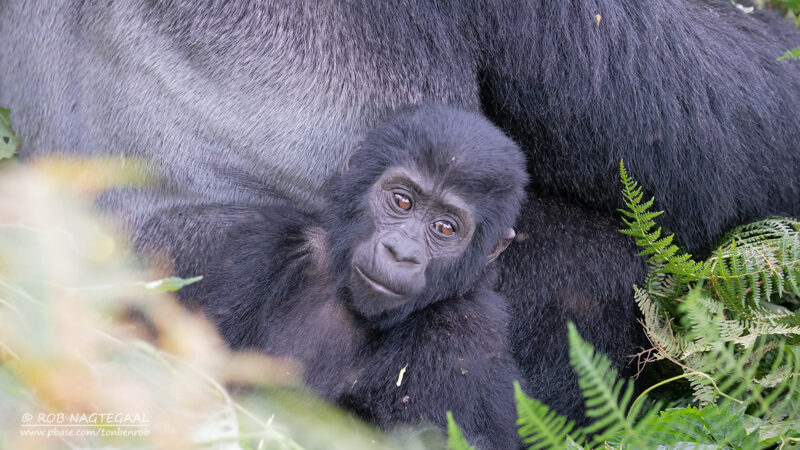 4-Day Uganda Gorilla Trekking