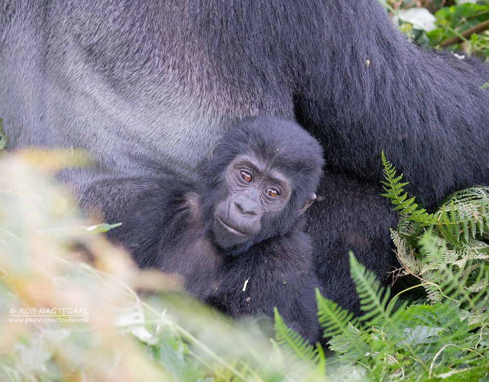 Mountain Gorilla Trekking in Bwindi Impenetrable Forest