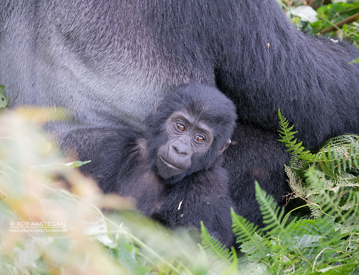 4-Day Rwanda Safari