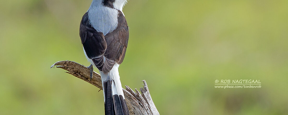 Do Birding Safaris in Uganda Include Cultural Experiences?