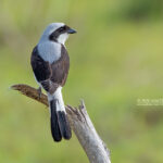 Do Birding Safaris in Uganda Include Cultural Experiences?