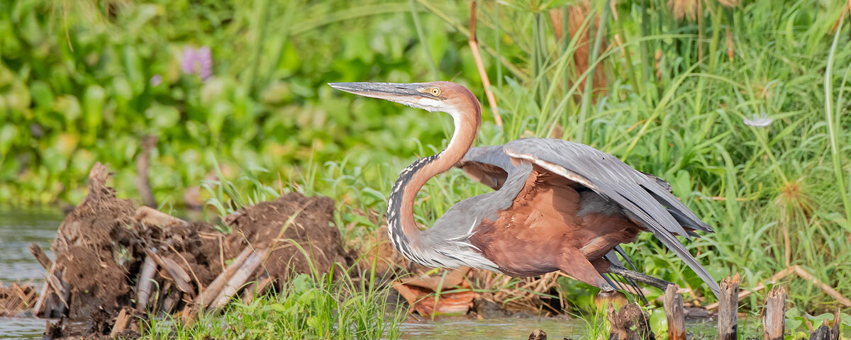 Can I See Albertine Rift Endemics in Uganda?
