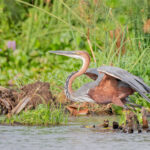 Can I See Albertine Rift Endemics in Uganda?