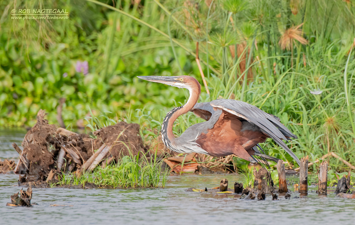 Can I See Albertine Rift Endemics in Uganda?