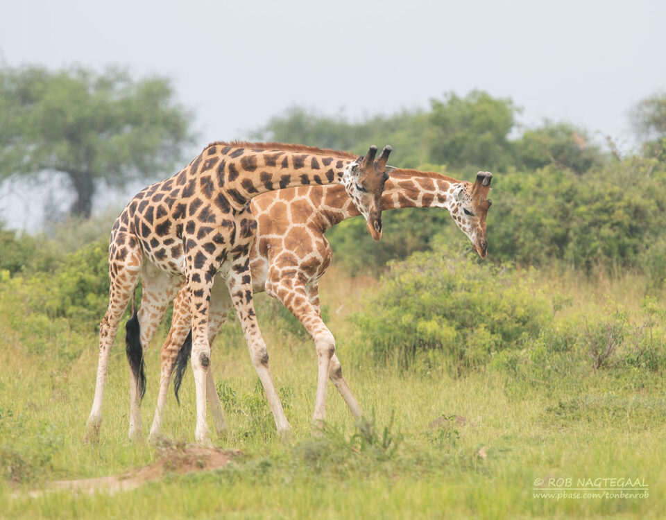 Uganda Wildlife Adventure Tour