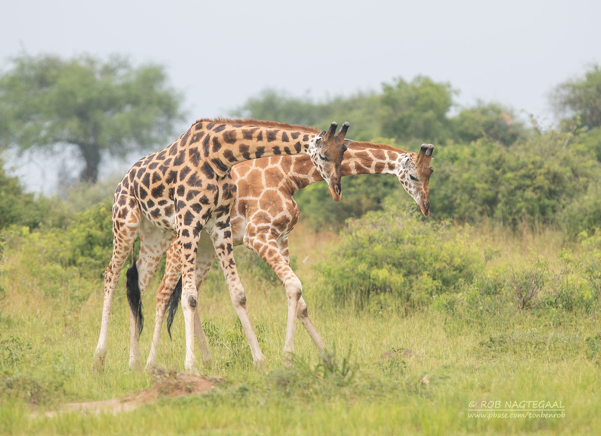 Rwanda Wildlife Safaris