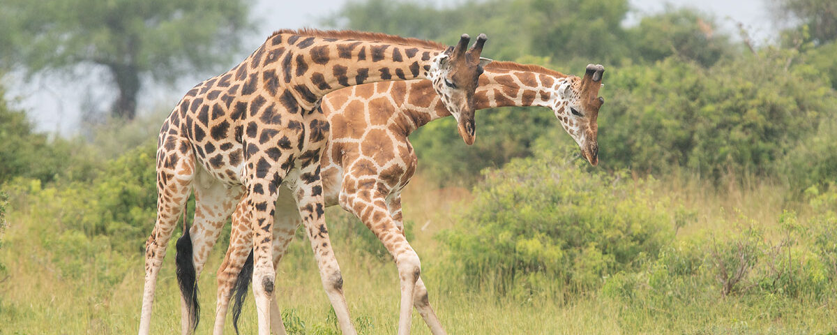 8-Day Uganda Tour